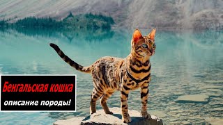 Бенгальская кошка описание породы!