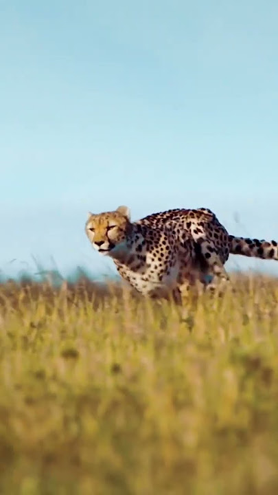 The Hunt #cheetah #wildlife #africa #intothewild #serengeti