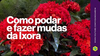 Como podar e fazer mudas de Ixora - thptnganamst.edu.vn