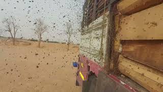 الحلقة السادسة من نقل النحل في السعودية