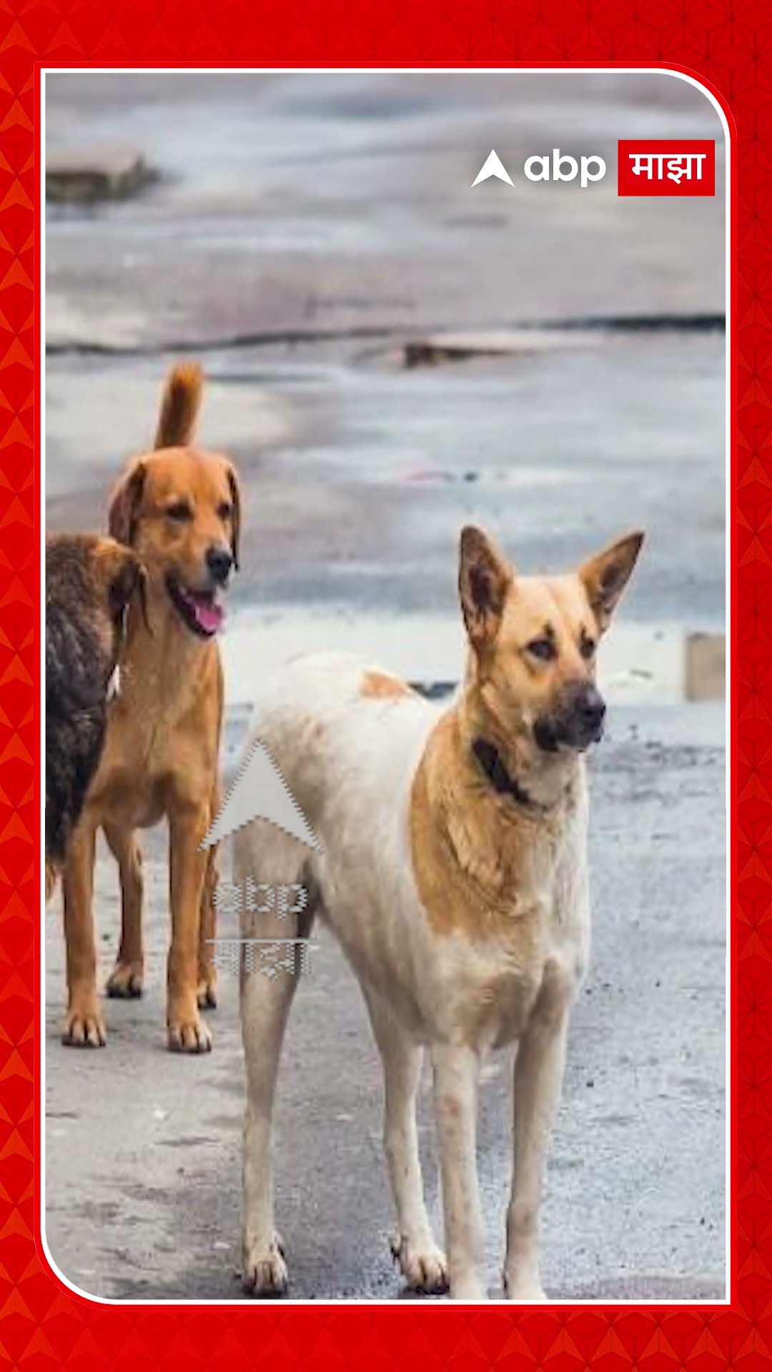 Pune Stray Dog Bite : ९ महिन्यात १८ हजार पुणेकरांना भटक्या कुत्र्यांचा चावा