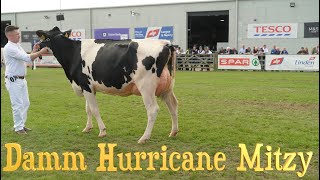 Balmoral - Holstein Milking Heifer Class. Win for Heifers that look like Heifers that will mature on