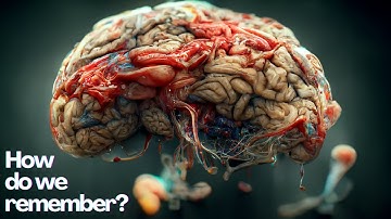 How Does The BRAIN Store Memories?