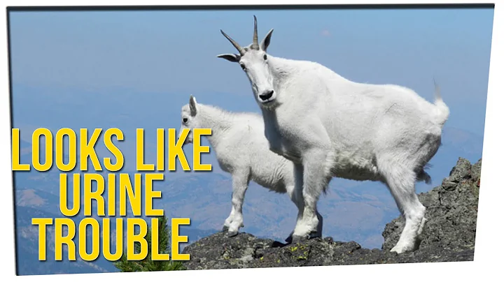 Park Goats Are Addicted to Human Pee ft. Steven Lim