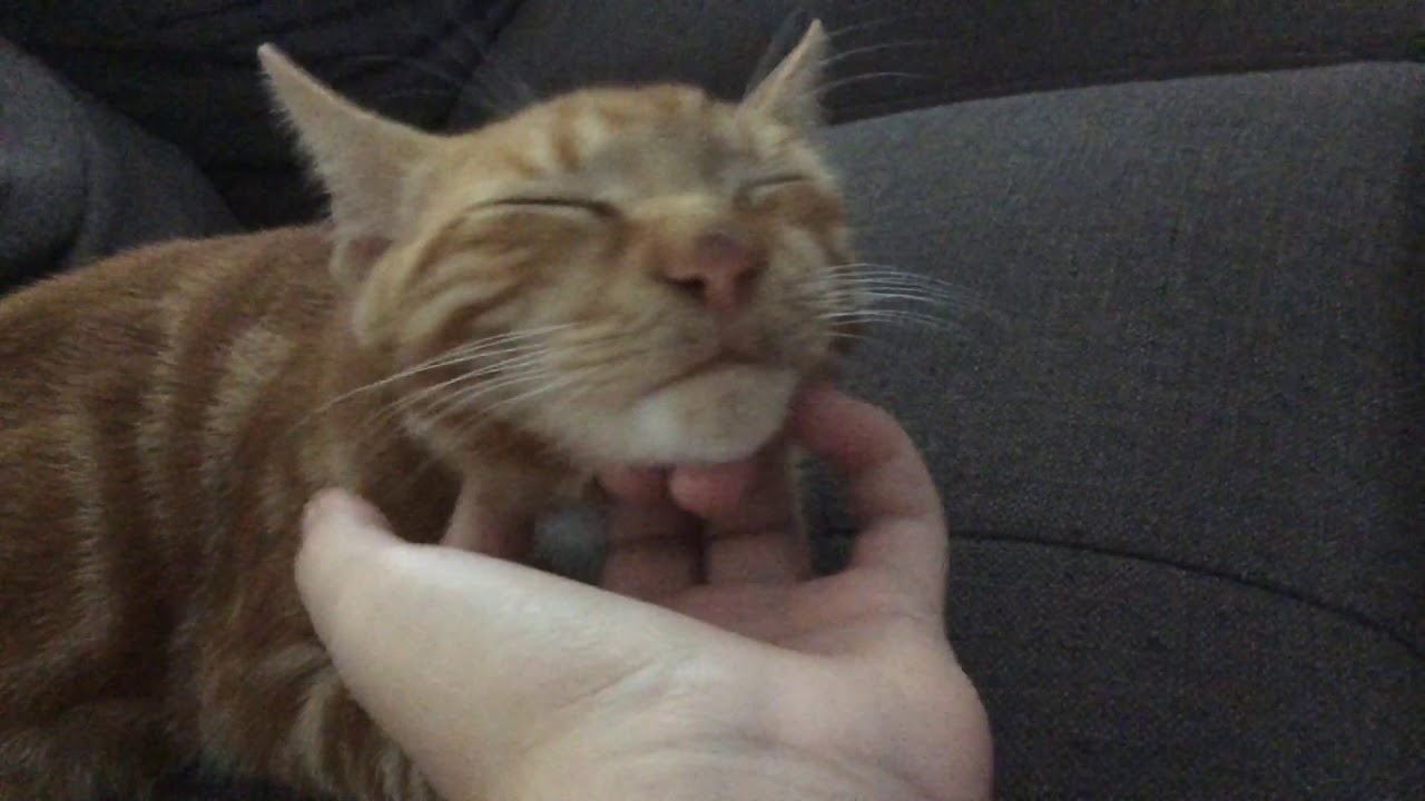Cute cat likes me scratching under chin YouTube