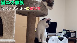 【保護猫活動】スポンジシローの遊び方