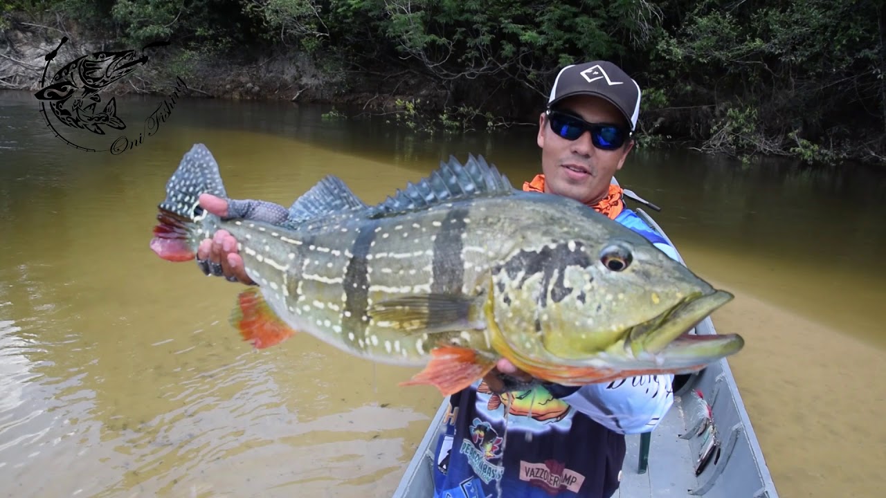 Pêche du peacock bass sur le Rio Mataven, une destination à gros