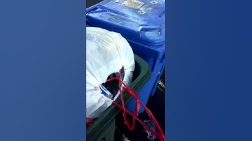 Trashcan Squirrel