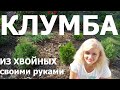 Красивая клумба из хвойных своими руками