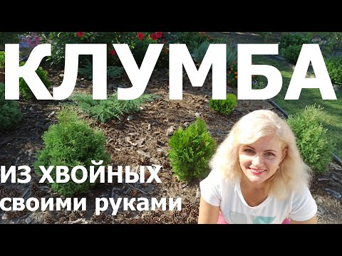 Клумба из хвойников своими руками