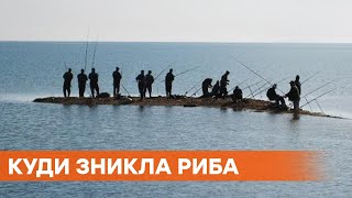 Пошла к российским берегам. Почему в Азовском море исчезает рыба