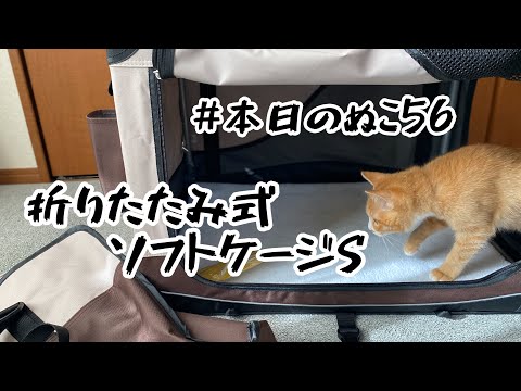 本日のぬこ56 【折りたたみ式ソフトケージS】 hqdefault