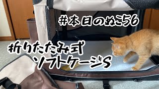 本日のぬこ56 【折りたたみ式ソフトケージS】