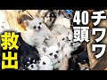 ブリーダー廃業!行き場のないチワワ40頭を保護!壮絶なドラマがあった・・【前編】:797