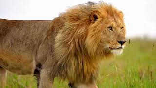Lion Pride life Documentary video HD | African wildlife