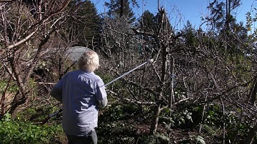 Pruning Deciduous Fruit Trees: Open Center and Central Leader Forms with Orin Martin