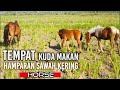 Kuda makan  hamparan sawah kering  kuda part 35 kuda