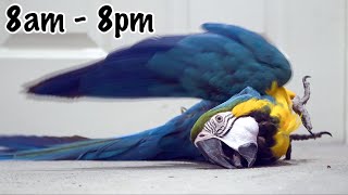 Mikey & Mia’s Daily Routine || Lockdown 2021 with 2 Macaws