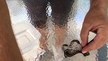Hatchling Carpet Python Rescue : K Brothers Pythons : Phone Video