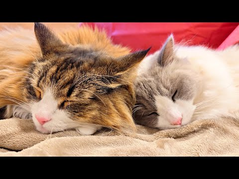 新年早々ラブラブすぎる猫たちが流石に可愛すぎました