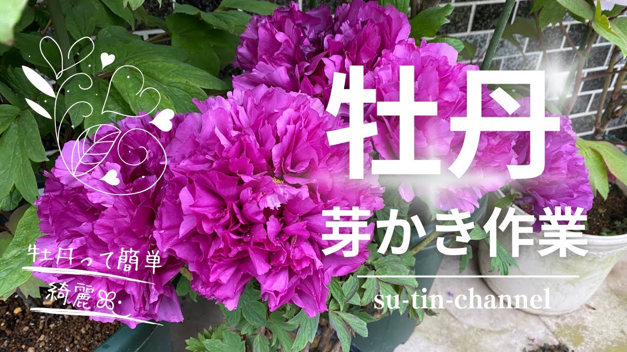 【牡丹の育て方】来年の花芽や樹高を調整する大事な手入れ芽かき作業(*´︶`*)ﾉ#牡丹 #花 #牡丹の育て方