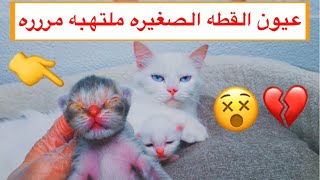 التهاب قوي اصاب عيون القطة الصغيره ?‍️ + حلاقة القطط سكره و الملكه / Mohamed Vlog