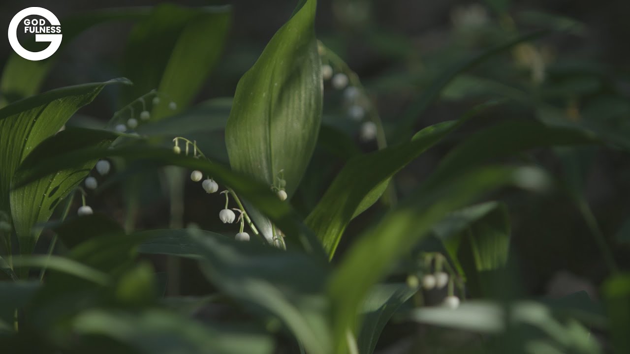 Godfulness-mielikuvarentoutuminen. Jakso: Hyvä Paimen.