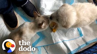 Wild Child Kitten Grows Up Looking After Rescue Puppies | The Dodo