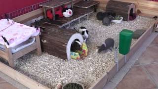 Guinea Pig Cage Layout - Episode Two - 18th November 2012