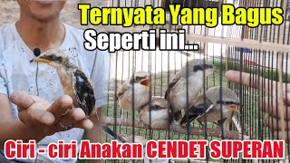 Ternyata Seperti Ini CIRI - CIRI ANAKAN CENDET KUALITAS SUPER