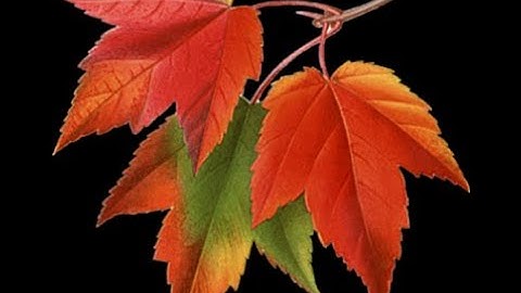 Best css Animation Using Html Css Leaves live fall