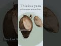 Yams and Sweet Potatoes Facts