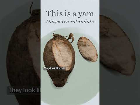 Video: Is yam en patats dieselfde?