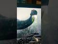 apatosaurus