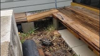 Tortoises🐢 🐢 🐢 🐢 4T030325020