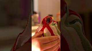 What is a new bird exam like