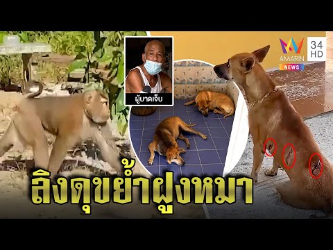 รวบแล้ว! ลิงกังดุขย้ำลุงหนังเหวอะ หลวงพี่เผยหลุดสวนฝูงหมาวัดยังนอนผวา | ทุบโต๊ะข่าว | 24/05/65