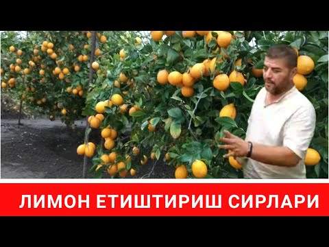 Video: Derazangizdagi bog': uyda limonga qanday g'amxo'rlik qilish kerak