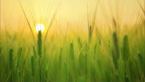 3- سورة آل عمران - رواية ورش - شبيهة بالحذر