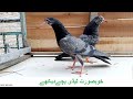 original teddy pigeon baby in pakistan