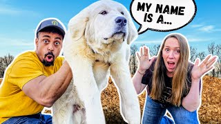 WOW! Our BIG PUPPY'S Name Reveal | Livestock Guardian Dog