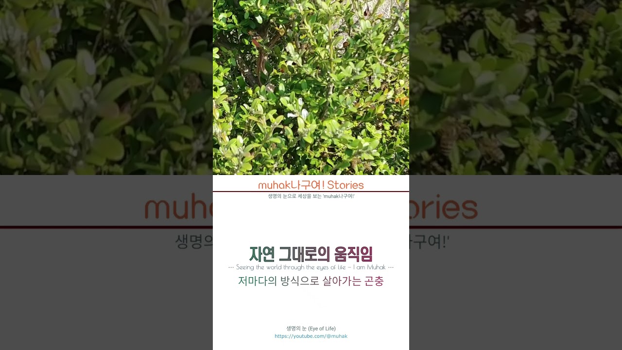 짧은 생 동안 지구 한 바퀴 반ㅣ일벌의 숙명 01
