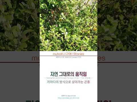 짧은 생 동안 지구 한 바퀴 반ㅣ일벌의 숙명 01
