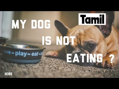 Why my dog is not eating ? In TAMIL