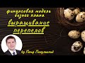 Бизнес-план фермы по разведению перепелов. Перепелиная ферма, как бизнес-идея. Бизнес на перепёлках.