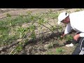 Нормировка,(проломка) побегов трехлетнего куста винограда