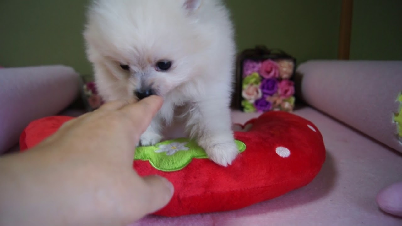 白色に近いクリーム色ポメラニアン子犬販売 大阪 Dog Heart 木口美子 白色に近いクリーム色ポメラニアン子犬販売 大阪 Dog Heart 木口美子
