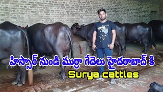 16 Liter Milk capacity buffalo loading from haryana