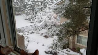 Sphynx cats Ozzy and Cooper see snow for the first time by SphynxDaddy 111 views 5 years ago 33 seconds