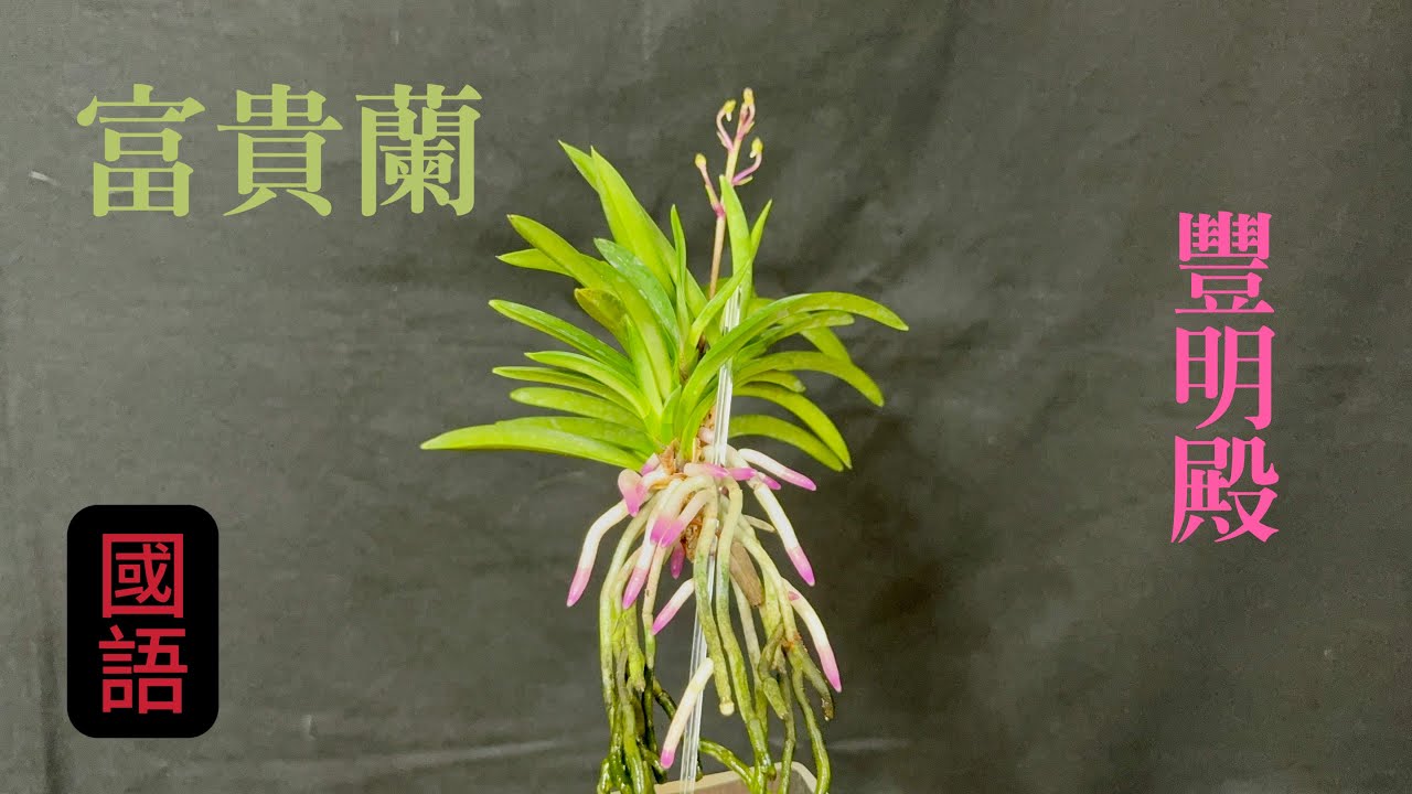 富貴蘭　必見!!曼珠錦 蘭花（ 204 ） （國語）日本富貴蘭豐明殿- YouTube